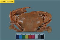 藏品(短漿蟹屬)的圖片